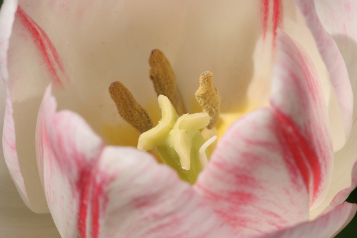 Tulipes a Morges 2006 - 042